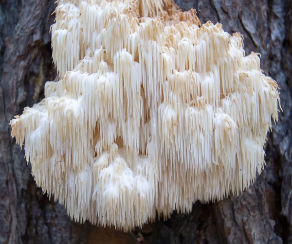 Lion's mane mushroom (Hericium erinaceus)