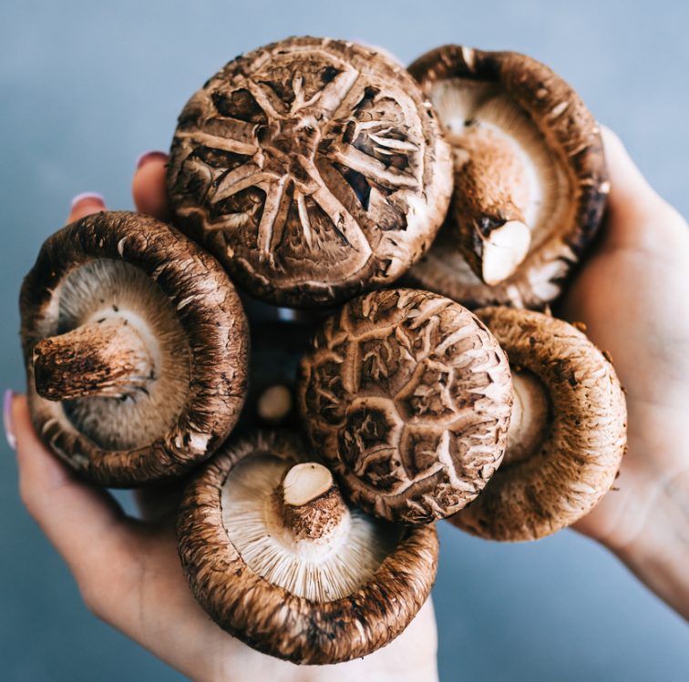 Shiitake mushrooms in hands on blue background, close-up.