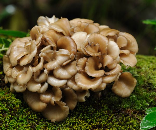 Maitake mushroom closeup