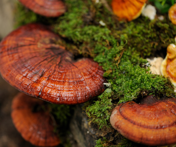 reishi-mushrooms
