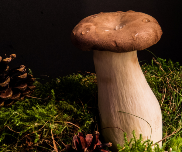 King's Oyster Mushrooms